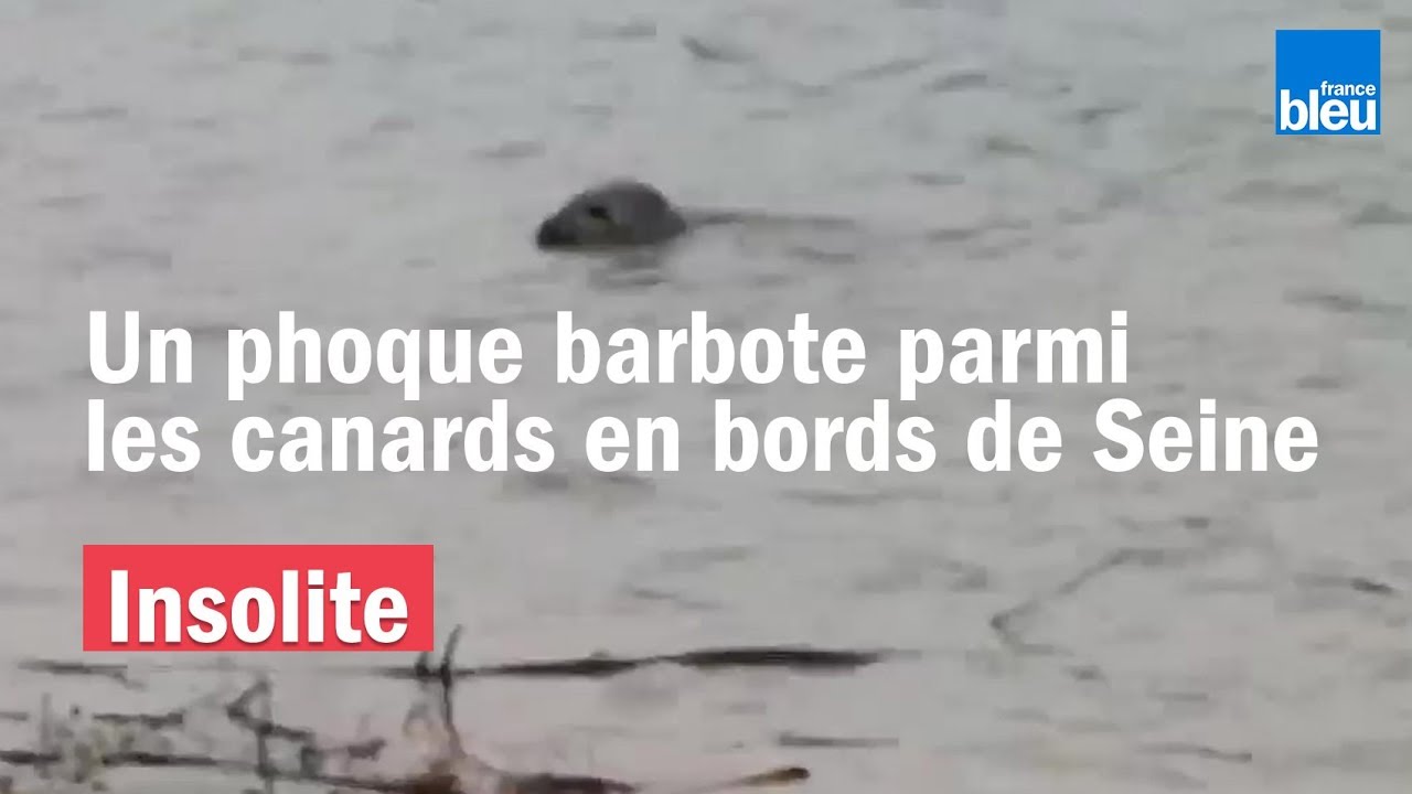INSOLITE : Un phoque se balade sur les bords de Seine