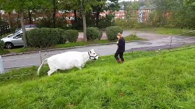 INSOLITE : une vache joue au foot avec une fermière !