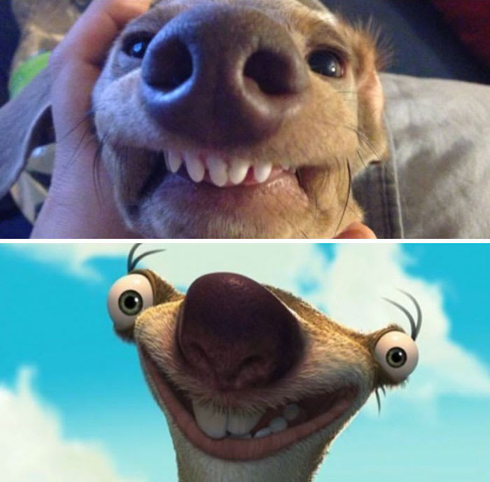 Another Sid Lookalike From Ice Age