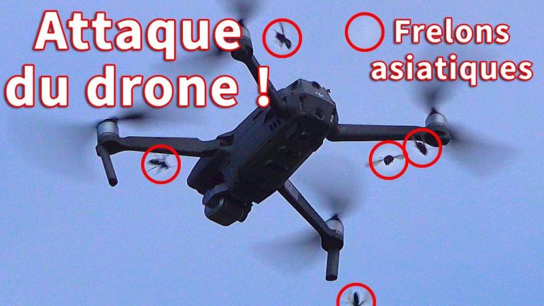 Un drone se fait attaquer par des frelons asiatiques