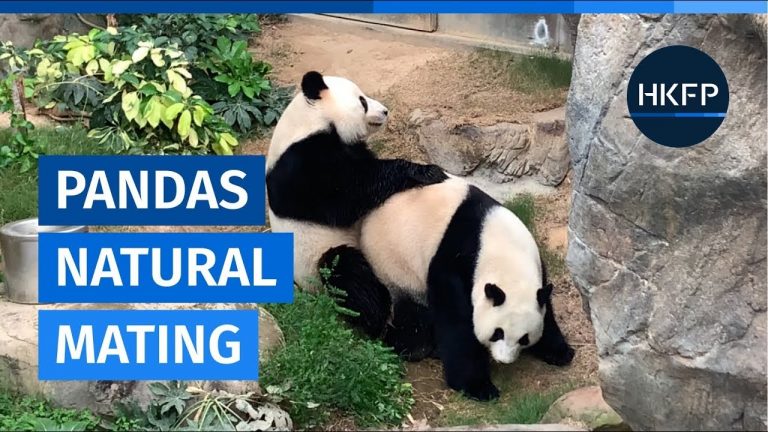 Deux pandas réussisse enfin à s’accoupler après 10 ans d’attente !