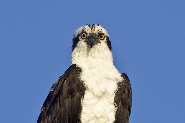 Cette vidéo montre-t-elle un aigle portant un requin ?