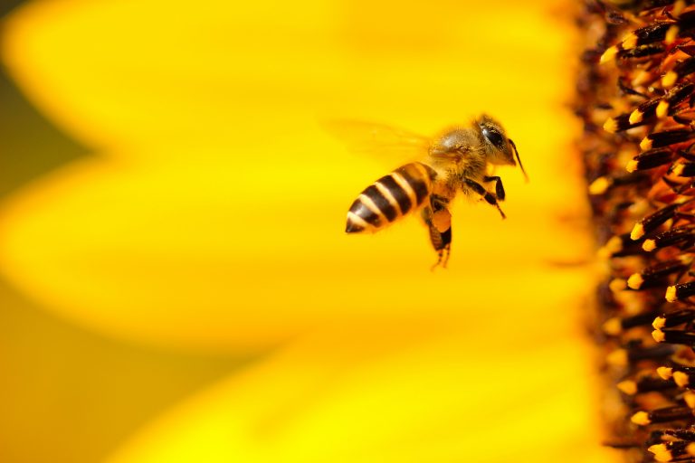 Les emballages alimentaires naturels et bons pour la santé