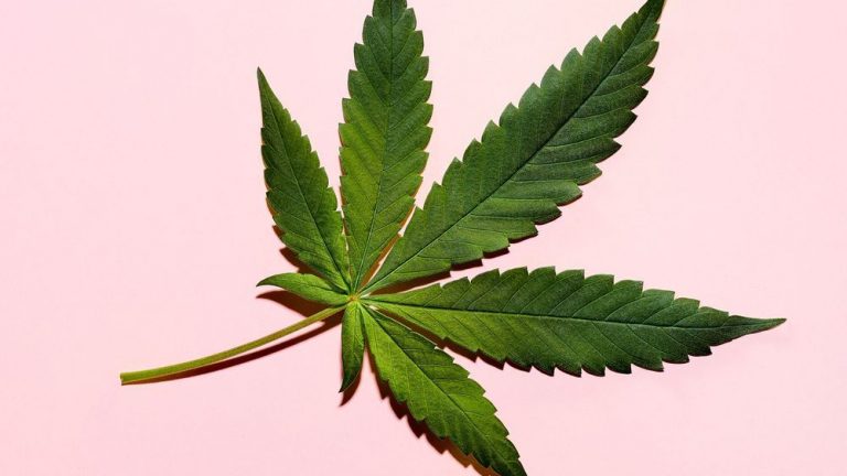 La médecine douce par le cannabis