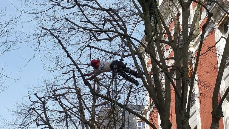 Travaux d’élagage d’arbre : des notions essentielles à retenir