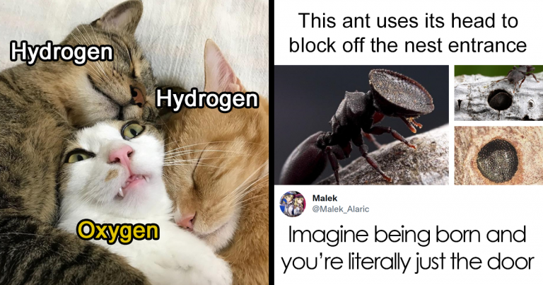 Cette page Instagram est dédiée aux « Bad Science Jokes » (75 photos)