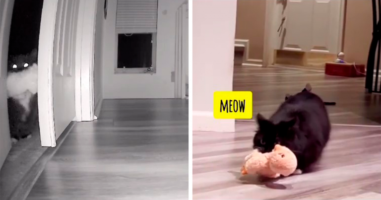 Kitty fait sensation sur Internet après que sa mère l’ait surpris en train de voler les jouets de sa fille avec des caméras cachées