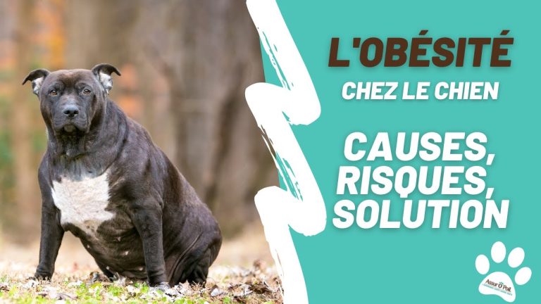 Obésité du chien : pourquoi votre chien ne maigrit-il pas ?